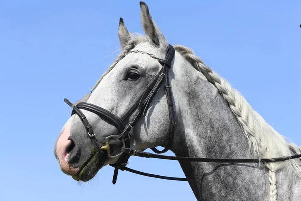 Gite Sconosciute Concorrente Dressage Evento Cavallo Maneggio All Aperto Primo — Foto Stock
