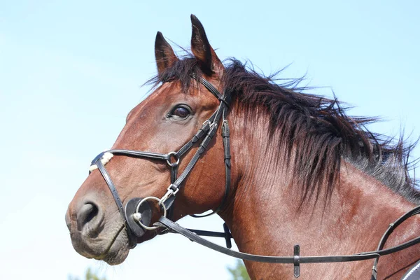 Kontestan Berkuda Tidak Dikenal Acara Berkuda Dressage Luar Ruangan Headshot — Stok Foto