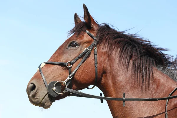 Neznámé Soutěžící Jezdí Drezurní Kůň Akci Jízdě Pozemní Venkovní Headshot — Stock fotografie