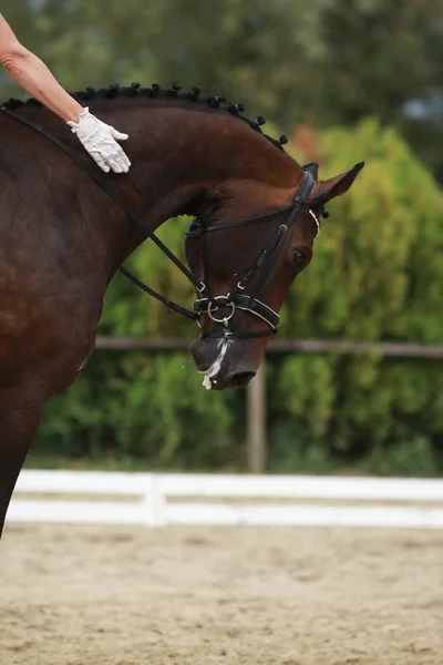 Desconhecido Competidor Passeios Evento Cavalo Vestir Chão Equitação Livre Headshot — Fotografia de Stock