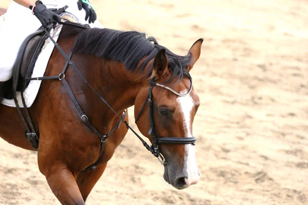 Caballo Deportivo Pie Durante Competición Bajo Silla Montar Aire Libre —  Fotos de Stock