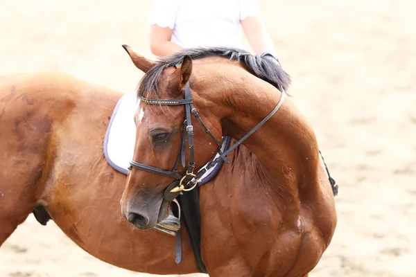 Sport Häst Stående Tävling Sadeln Utomhus — Stockfoto