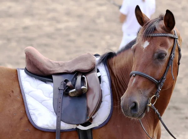 Caballo Deportivo Cerca Debajo Vieja Silla Montar Cuero Competencia Doma —  Fotos de Stock