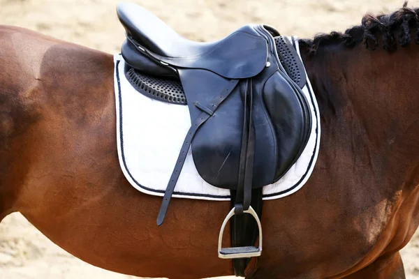 Sport Horse Standing Competition Saddle Outdoors — Stock Photo, Image