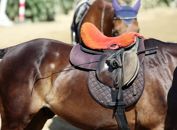 Caballo Deportivo Pie Durante Competición Bajo Silla Montar Aire Libre — Foto de Stock