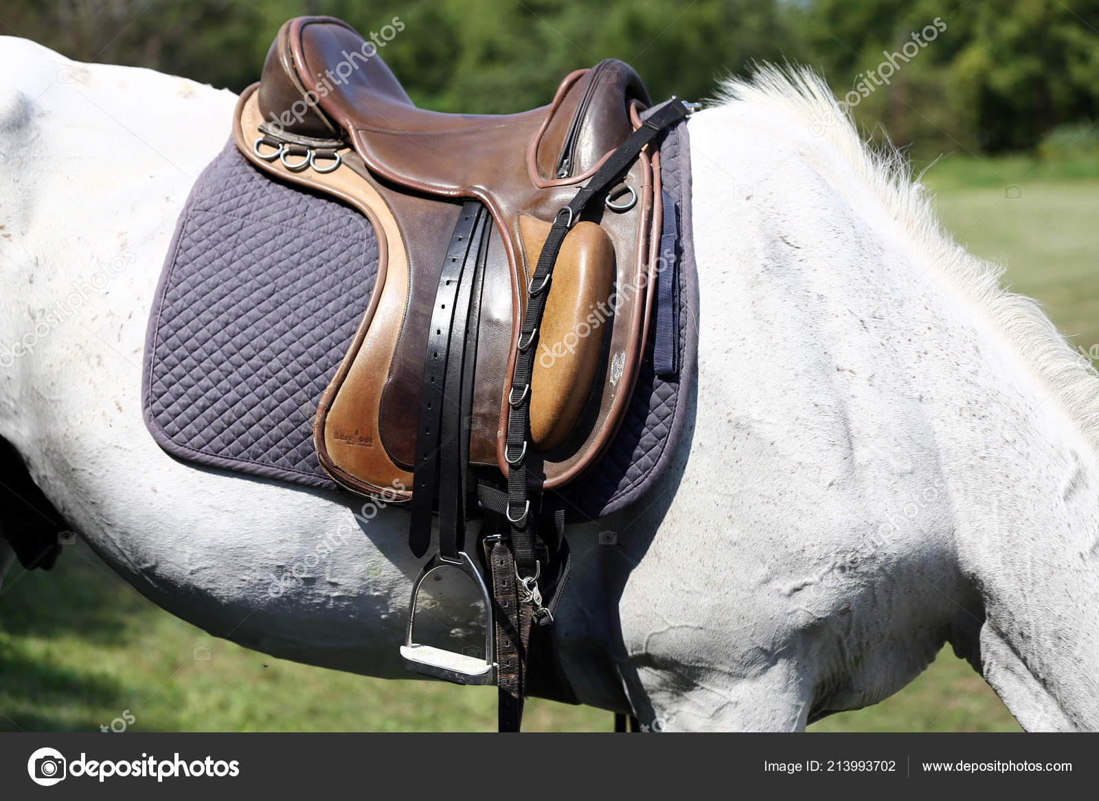scarica sfondo foto dressage