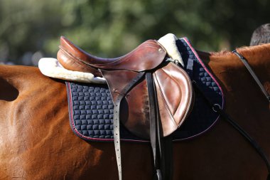 Sport horse close up under old leather saddle on dressage competition. Equestrian sport background. clipart