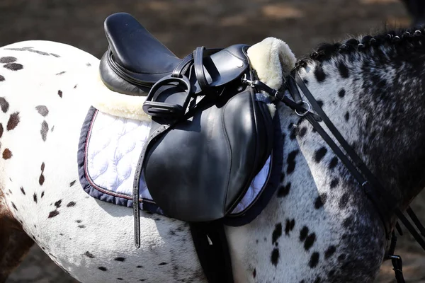 Спортивная Лошадь Время Соревнований Седлом Открытом Воздухе — стоковое фото