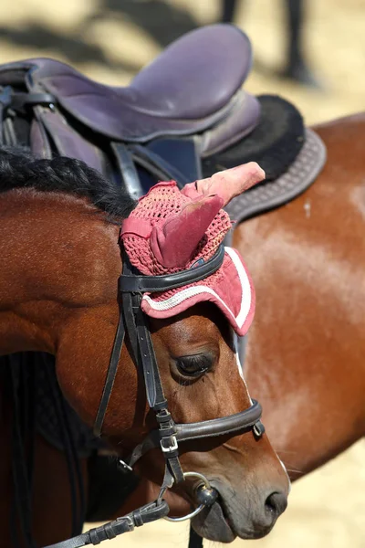 Caballo Deportivo Pie Durante Competición Bajo Silla Montar Aire Libre —  Fotos de Stock