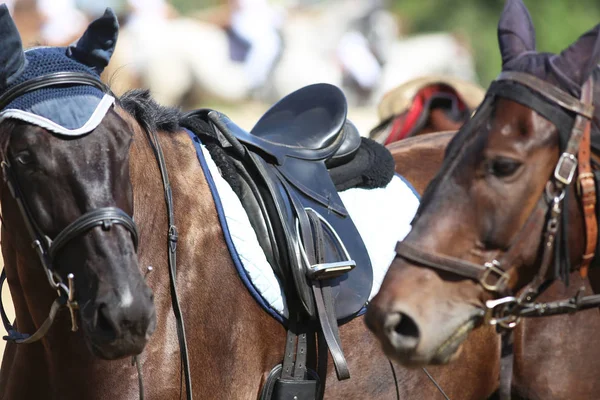 Sportovní Koně Stojí Během Soutěže Pod Sedlem Venku — Stock fotografie