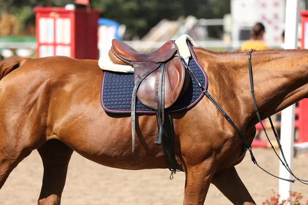 Caballo Deportivo Pie Durante Competición Bajo Silla Montar Aire Libre — Foto de Stock