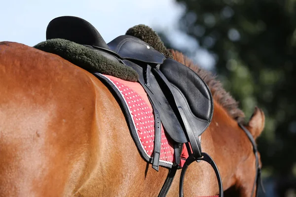 Sport Paard Staande Tijdens Wedstrijd Onder Het Zadel Buiten — Stockfoto