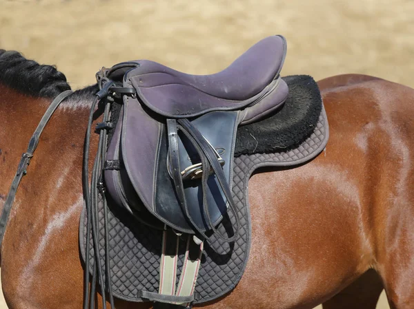 Sport Horse Close Old Leather Saddle Dressage Competition Equestrian Sport — Stock Photo, Image