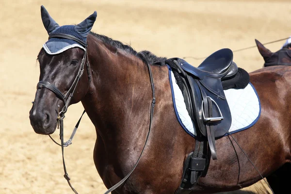 Sportpferd Hautnah Unter Altem Ledersattel Dressurwettbewerb Hintergrund Pferdesport — Stockfoto