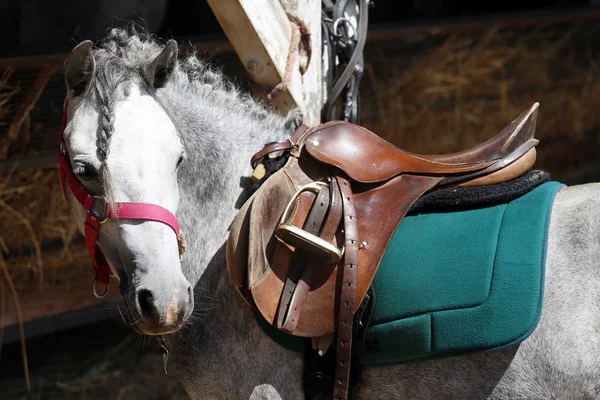 Sport Horse Close Old Leather Saddle Dressage Competition Equestrian Sport — Stock Photo, Image