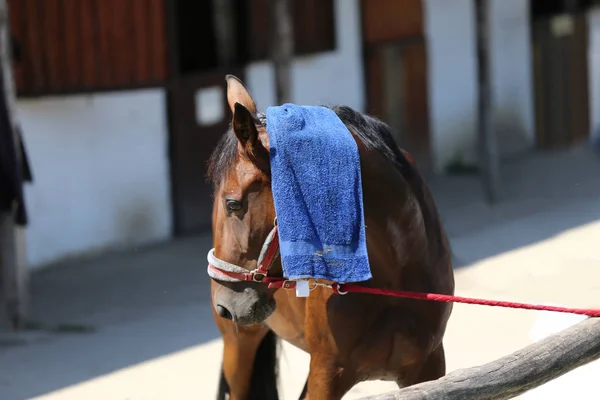 Wet terry cloth cotton towelling on head of a show jumper horse in ta hot sunny summer day