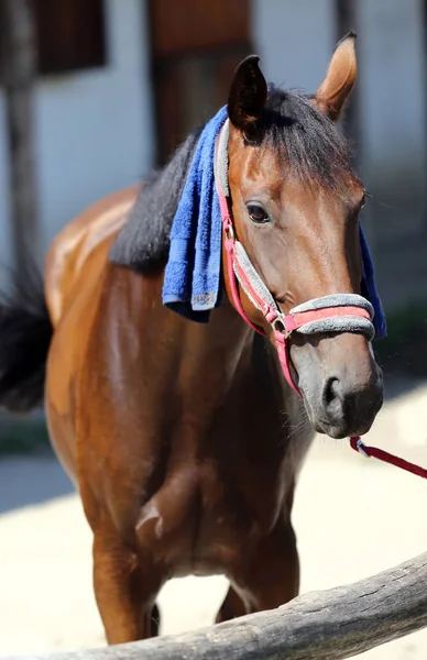 Wet terry cloth cotton towelling on head of a show jumper horse in ta hot sunny summer day