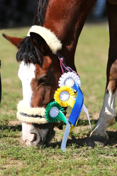 Beautiful purebred show jumper horse grazing at the race course on natural background  after race. Various colorful ribbons rosettes on head of an award winner beautiful young healthy racehorse on equitation event.