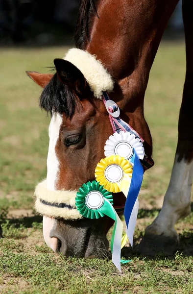 Beautiful purebred show jumper horse grazing at the race course on natural background  after race. Various colorful ribbons rosettes on head of an award winner beautiful young healthy racehorse on equitation event.