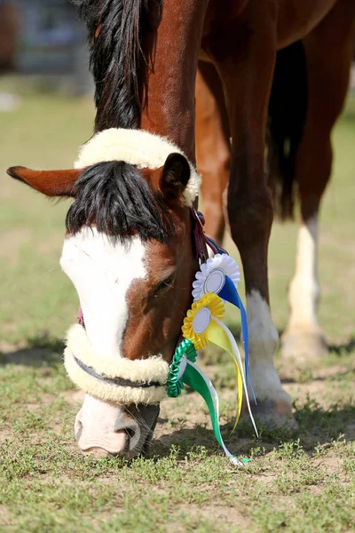 Beautiful purebred show jumper horse grazing at the race course on natural background  after race. Various colorful ribbons rosettes on head of an award winner beautiful young healthy racehorse on equitation event.