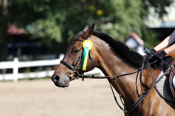 Unknown horse rider riding on equestrian event with the ribbons rosette of winners