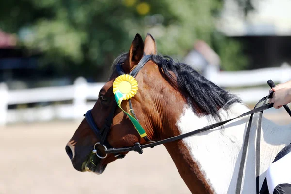 Unknown horse rider riding on equestrian event with the ribbons rosette of winners