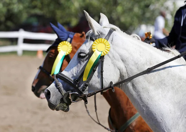 Unknown horse rider riding on equestrian event with the ribbons rosette of winners