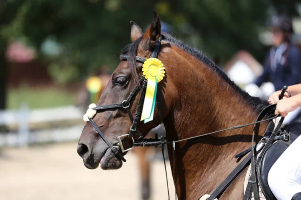 Esporte Cavalo Cabeça Retrato Close Sob Sela Durante Competição Livre — Fotografia de Stock