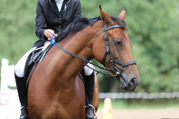 Esporte Cavalo Cabeça Retrato Close Sob Sela Durante Competição Livre — Fotografia de Stock