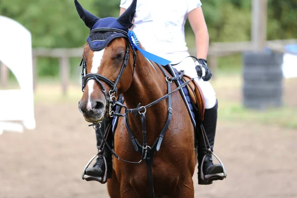 Cabeza Caballo Deportivo Retrato Primer Plano Bajo Silla Montar Durante — Foto de Stock