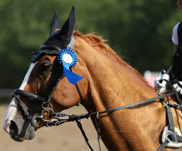 Sport horse head portrait closeup under saddle during competition outdoors