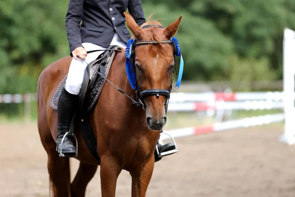 Cabeza Caballo Deportivo Retrato Primer Plano Bajo Silla Montar Durante — Foto de Stock