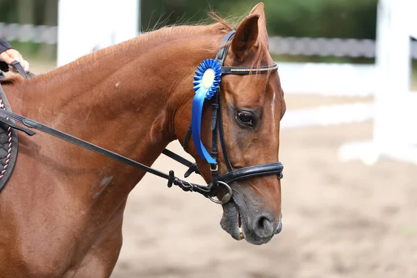 Cabeza Caballo Deportivo Retrato Primer Plano Bajo Silla Montar Durante — Foto de Stock