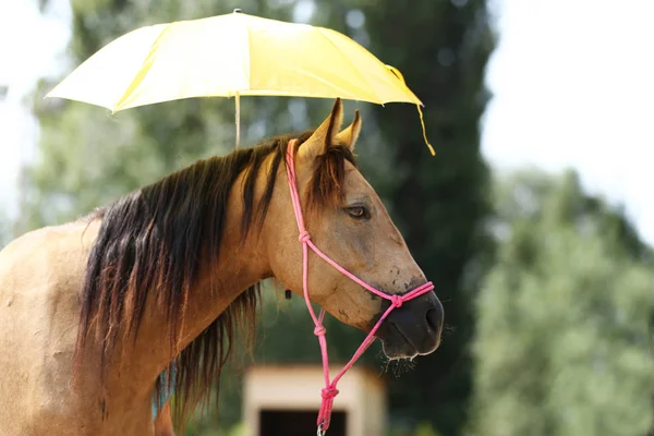 Someone is holding an umbrella over the horse\'s head as a training at an rural animal farm