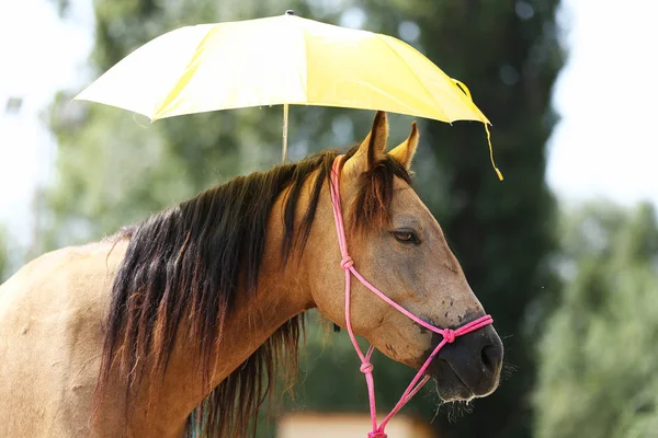 Clever sport horses don\'t fear of umbrellas