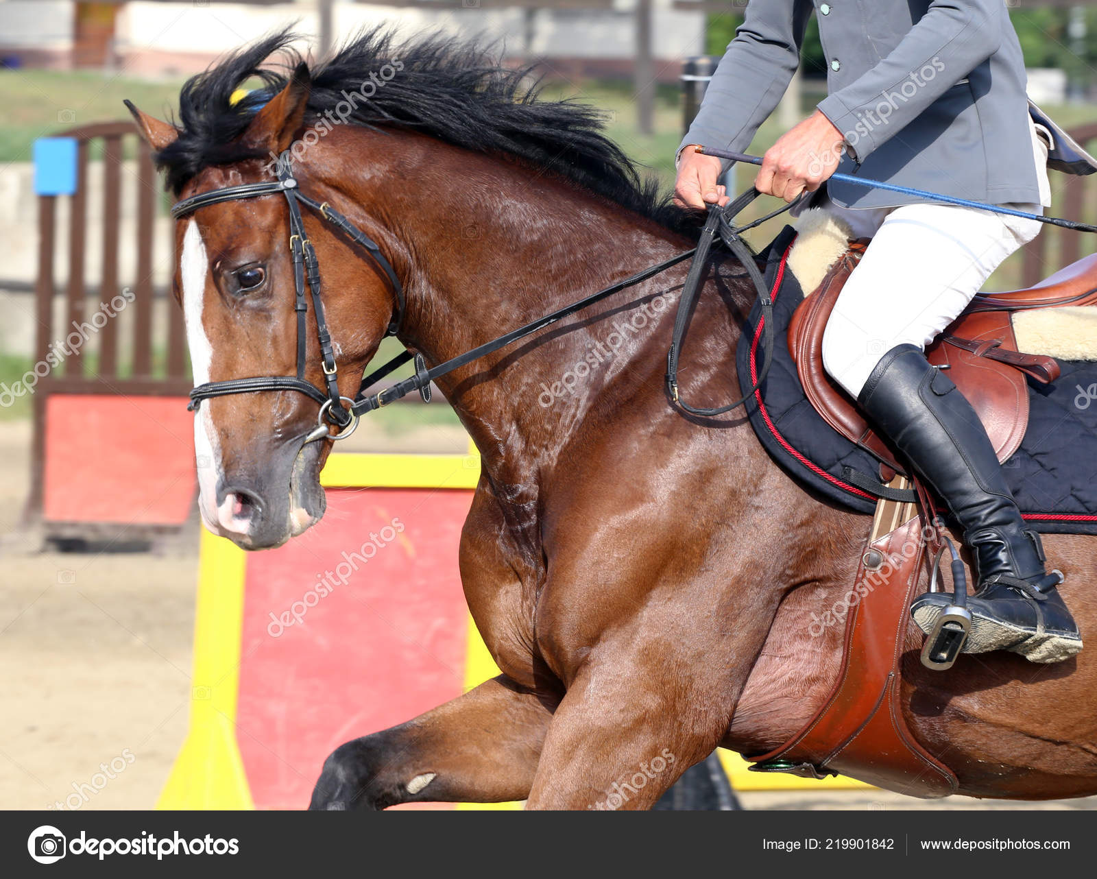 SCARICA SFONDO FOTO DRESSAGE