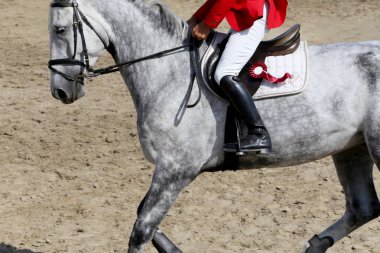 Spor at yakın eski deri eyer terbiye rekabet altında. Atlı spor arka plan.