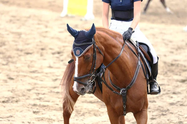 Caballo Deportivo Cerca Debajo Vieja Silla Montar Cuero Competencia Doma — Foto de Stock