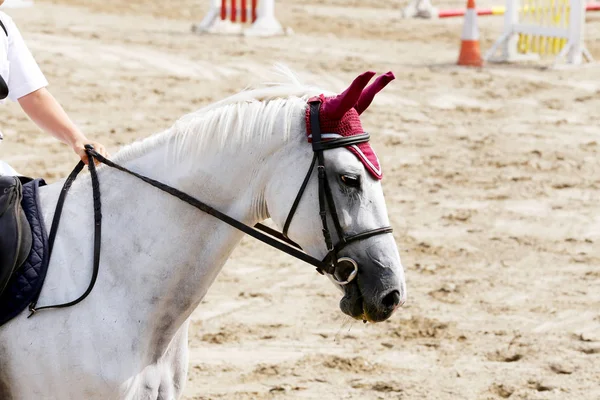 Cavallo Sportivo Vicino Sotto Vecchia Sella Pelle Sulla Gara Dressage — Foto Stock