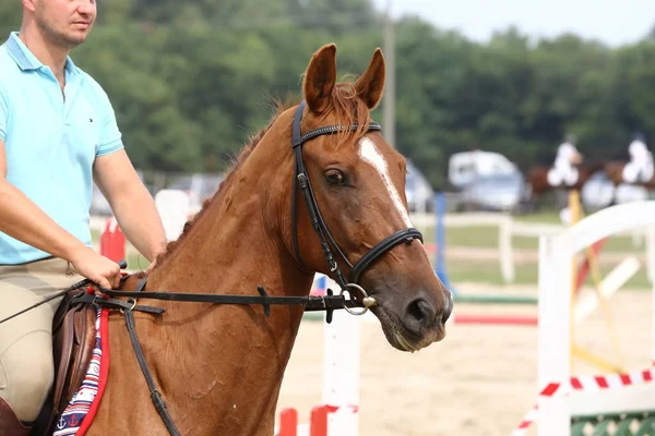 Sport horse close up under old leather saddle on dressage competition. Equestrian sport background.