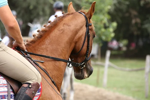 Sportovní Koně Zblízka Pod Staré Kožené Sedlo Drezurní Soutěže Jezdecký — Stock fotografie