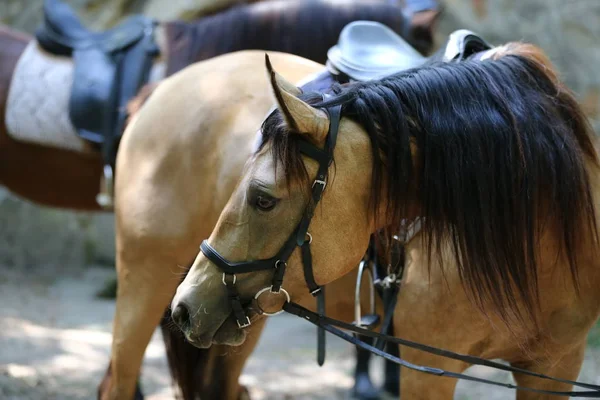 Αθλητικό Άλογο Κλείνω Κάτω Από Παλιά Δερμάτινη Σέλα Ιππικής Δεξιοτεχνίας — Φωτογραφία Αρχείου