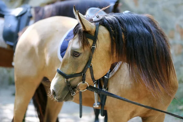 Mooie Jonge Sport Paard Onder Het Zadel Paardensport Evenement — Stockfoto