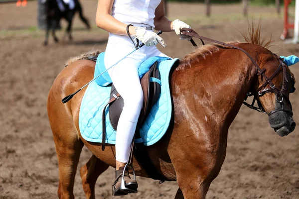 Bella Giovane Cavallo Sportivo Sotto Sella Evento Equestre — Foto Stock