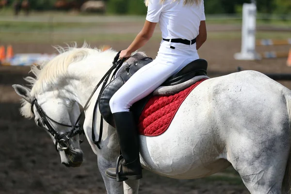 Όμορφη Νεαρή Αθλητικό Άλογο Κάτω Σαμάρι Στην Ιππική Εκδήλωση — Φωτογραφία Αρχείου