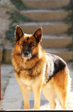  Alman çoban köpek ayakta kırsal hayvan çiftliği yaz zamanında izlerken