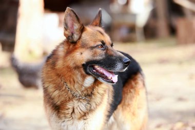 Bir dorable safkan köpek kırsal sahne anlaşılacak yakın çekim
