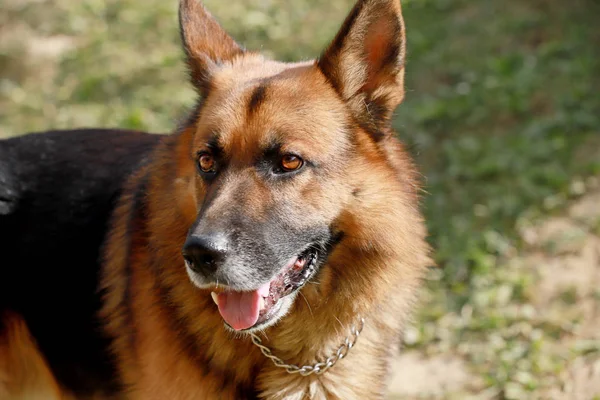 Adorable Purebred German Shepherd Watching Dog Standing Rural Animal Farm — Stock Photo, Image