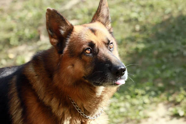 Adorable Purebred German Shepherd Watching Dog Standing Rural Animal Farm — Stock Photo, Image