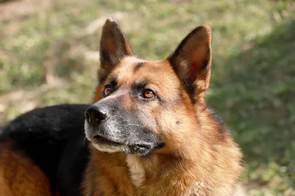 Adorable Purebred German Shepherd Watching Dog Standing Rural Animal Farm — Stock Photo, Image